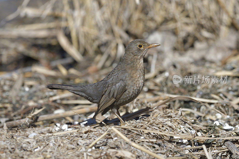 母黑鸟(Turdus turla)